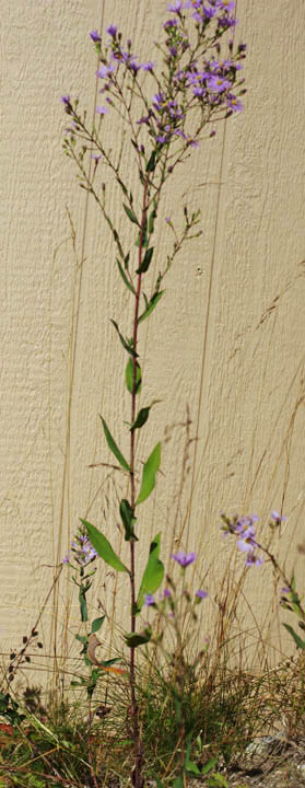 Symphyotrichum laeve (Aster laevis var. geyeri)